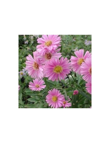 Aster grand d'automne Patricia Ballard