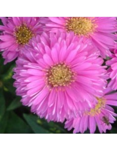 Aster grand d'automne Patricia Ballard 2