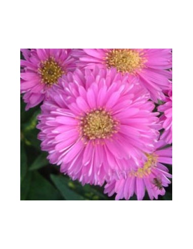 Aster grand d'automne Patricia Ballard