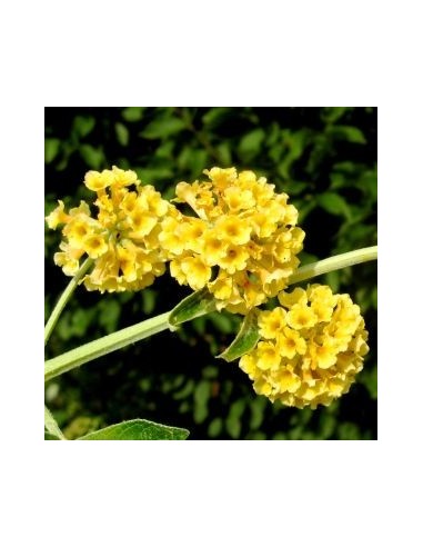 Arbre à papillons Sungold