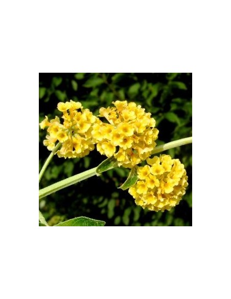 Arbre à papillons Sungold