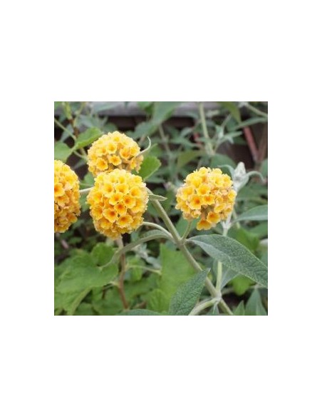 Arbre à papillons Sungold