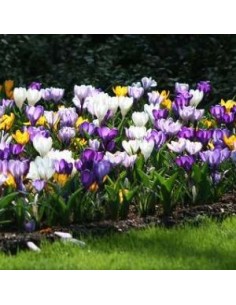 Crocus botanique en mélange sachet de 25 bulbes
