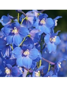 Pied d'alouette vivace belladonna "piccolo"