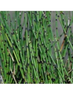 Prêle japonaise naine 2