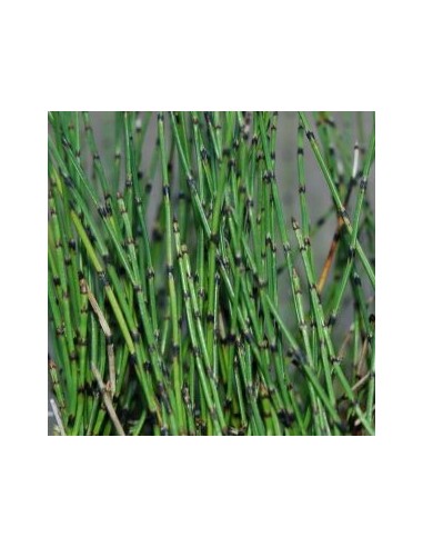 Prêle japonaise naine