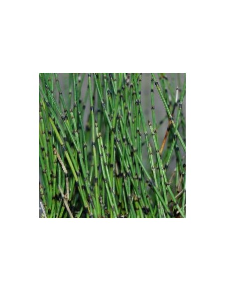 Prêle japonaise naine