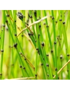 Prêle japonaise naine