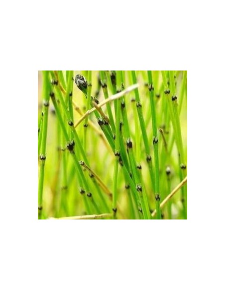 Prêle japonaise naine