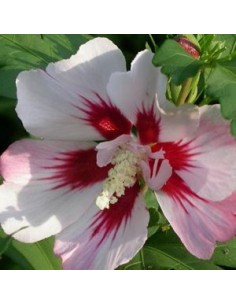 Hibiscus Hamabo