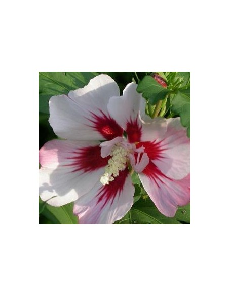 Hibiscus Hamabo