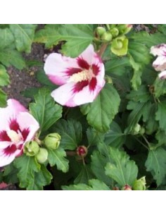 Hibiscus Hamabo 2