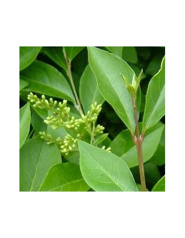 Troëne de Californie