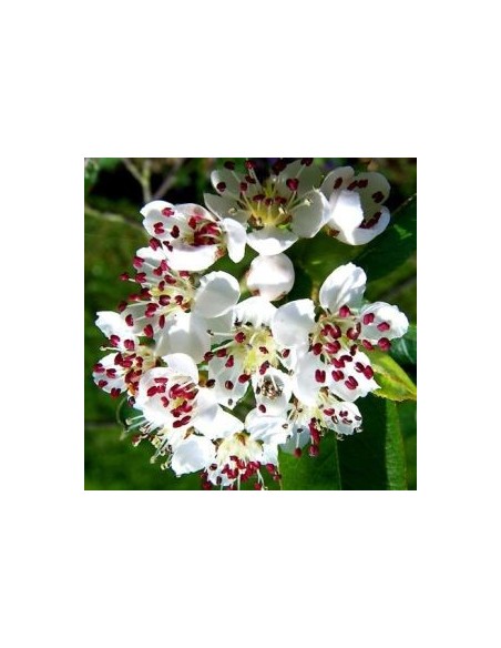 Aronie à feuilles d'arbousier "Brilliant"