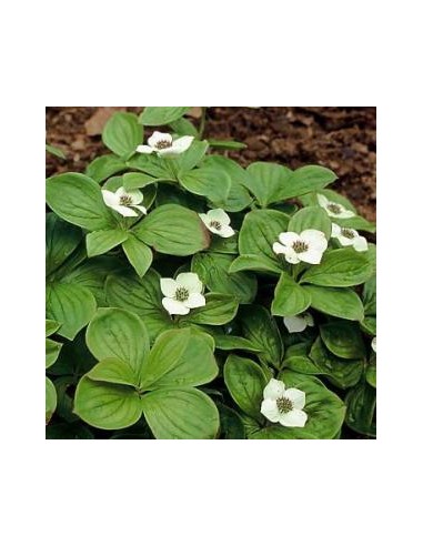 Cornouiller du Canada