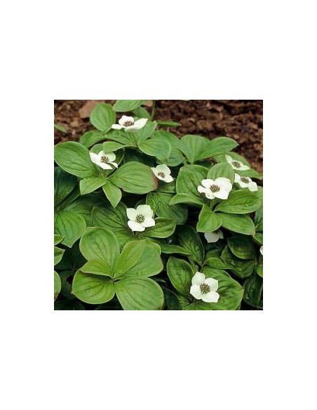 Cornouiller du Canada