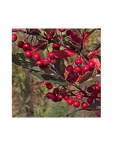 Aronie à feuilles d'arbousier "Brilliant"