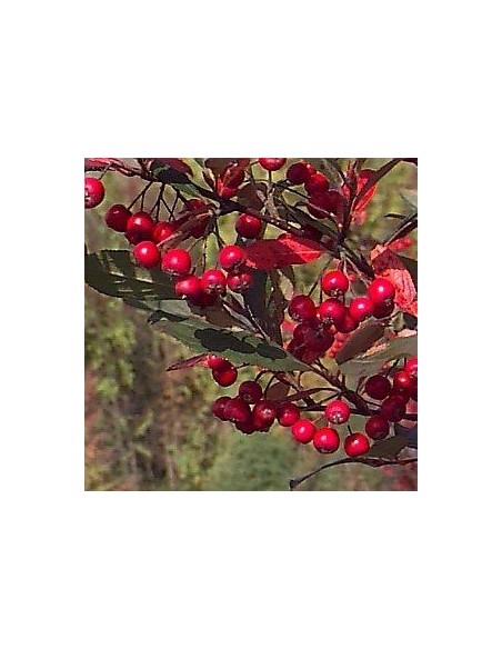 Aronie à feuilles d'arbousier "Brilliant"