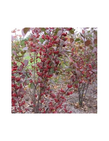 Aronie à feuilles d'arbousier "Brilliant"