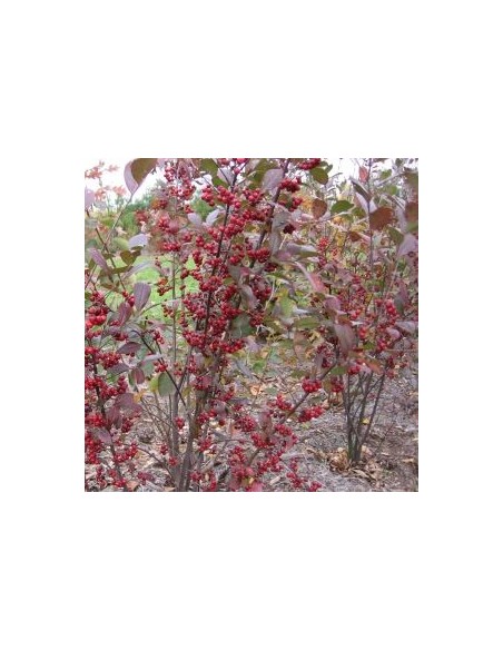 Aronie à feuilles d'arbousier "Brilliant"