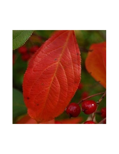 Aronie à feuilles d'arbousier "Brilliant"