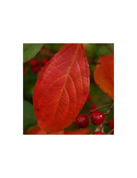 Aronie à feuilles d'arbousier "Brilliant"