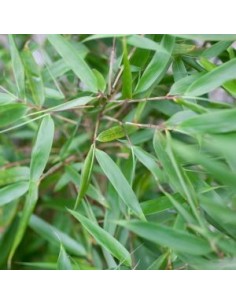 Fargesia "Rufa"