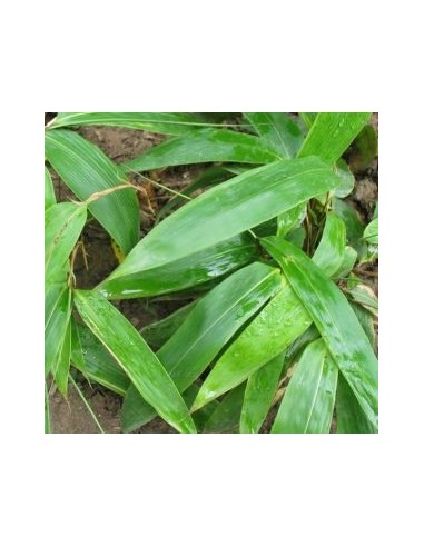 Sasa tessellata