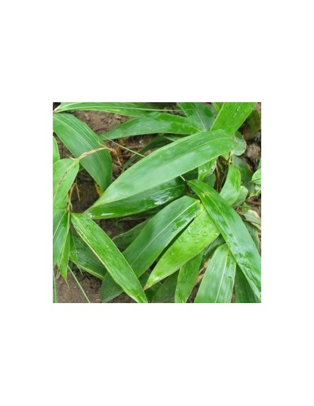 Sasa tessellata