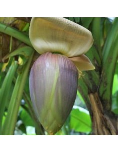 Bananier du Japon "Musa Basjoo"