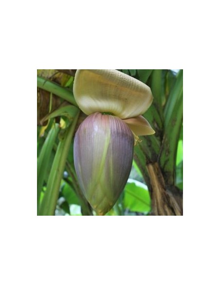 Bananier du Japon "Musa Basjoo"