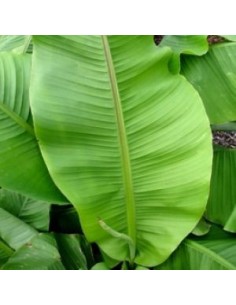 Bananier du Japon "Musa Basjoo" 2