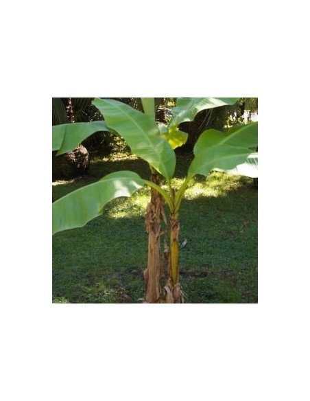 Bananier du Japon "Musa Basjoo"