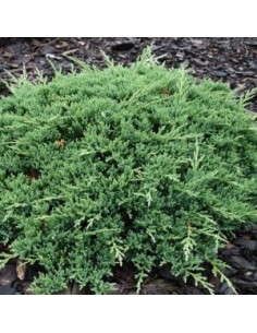 Genévrier horizontal Prince of Wales 2