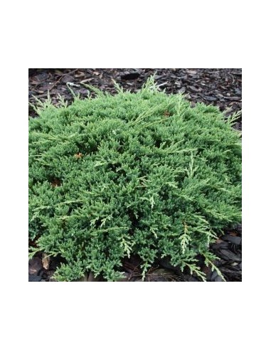 Genévrier horizontal Prince of Wales