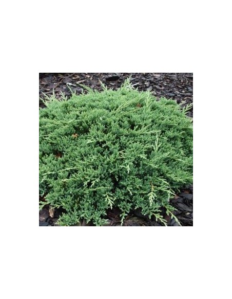 Genévrier horizontal Prince of Wales