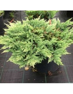 Genévrier horizontal Prince of Wales