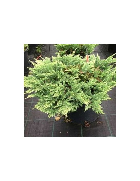 Genévrier horizontal Prince of Wales