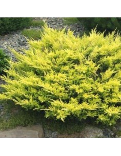 Genévrier horizontal Limeglow 2