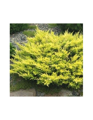 Genévrier horizontal Limeglow