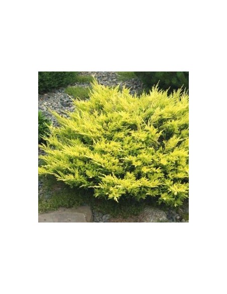 Genévrier horizontal Limeglow