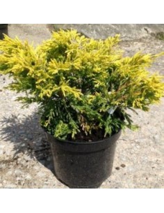 Genévrier horizontal Limeglow