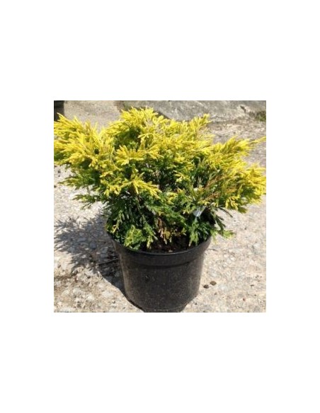 Genévrier horizontal Limeglow