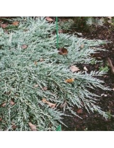 Genévrier horizontal Icee blue 2