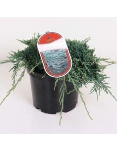 Genévrier horizontal Icee blue