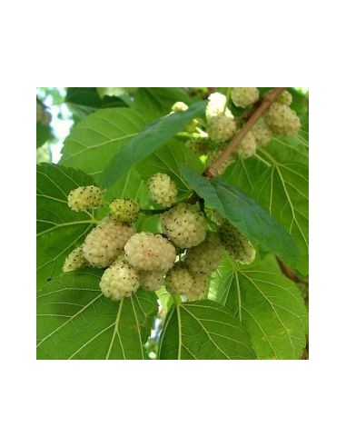 Mûrier blanc