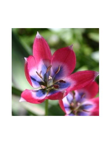 Tulipe botanique little beauty