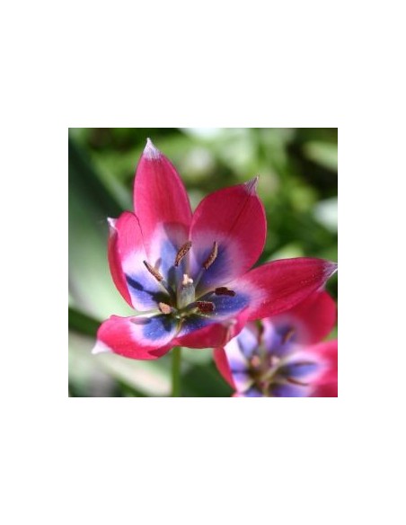 Tulipe botanique little beauty