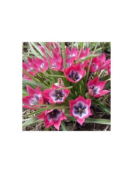 Tulipe botanique little beauty