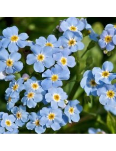 Myosotis des marais